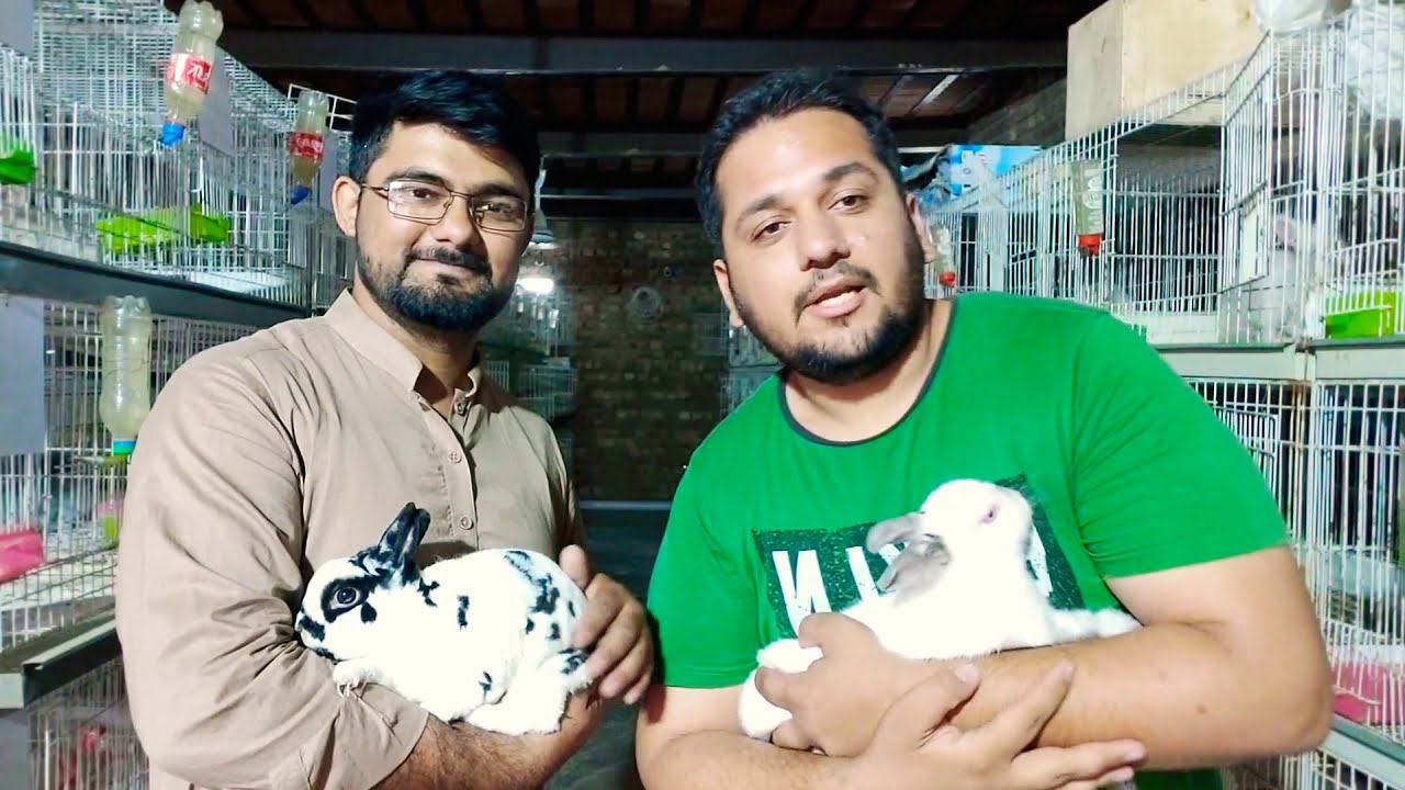 All Rabbit Breeds In Punjab