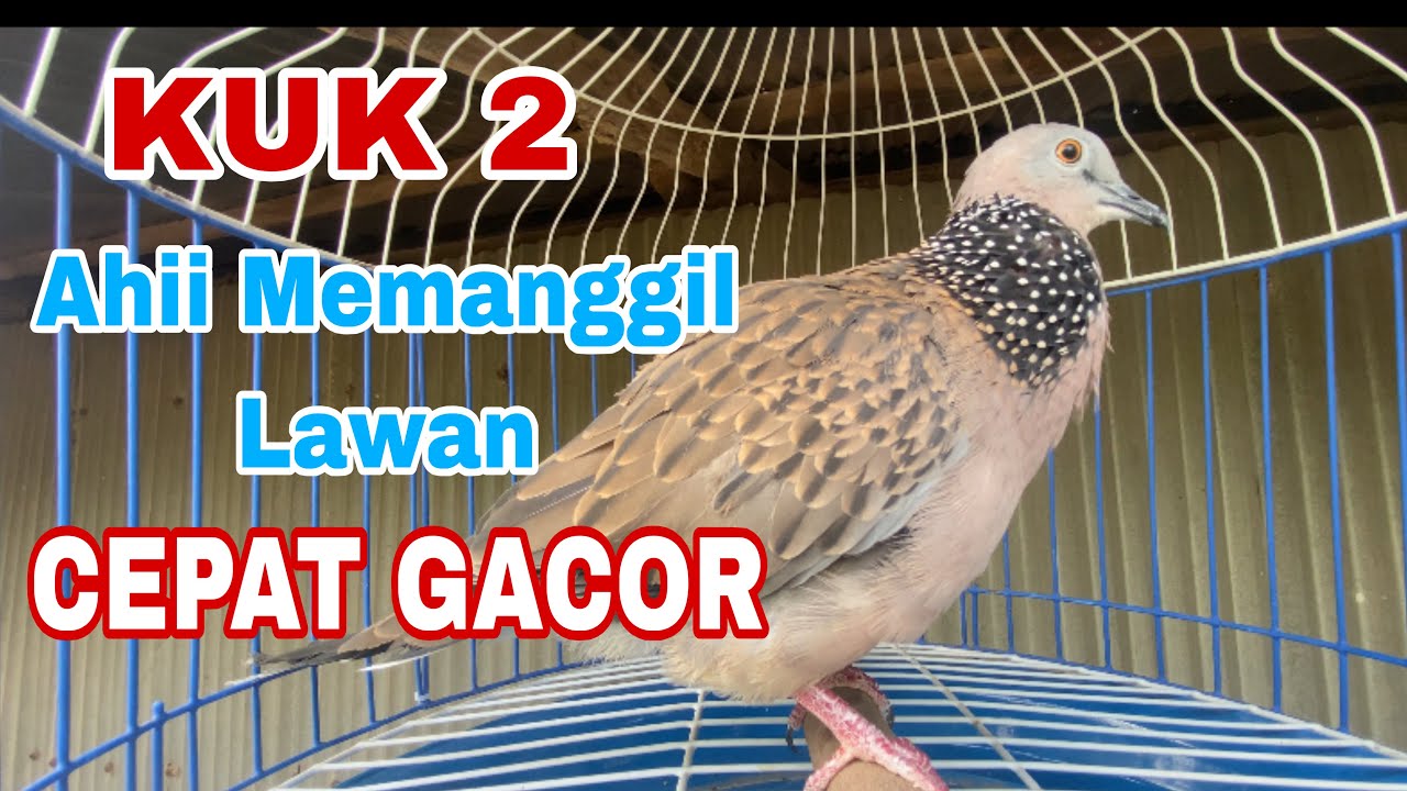 KUK 2 Ahii Memanggil Lawan CEPAT GACOR