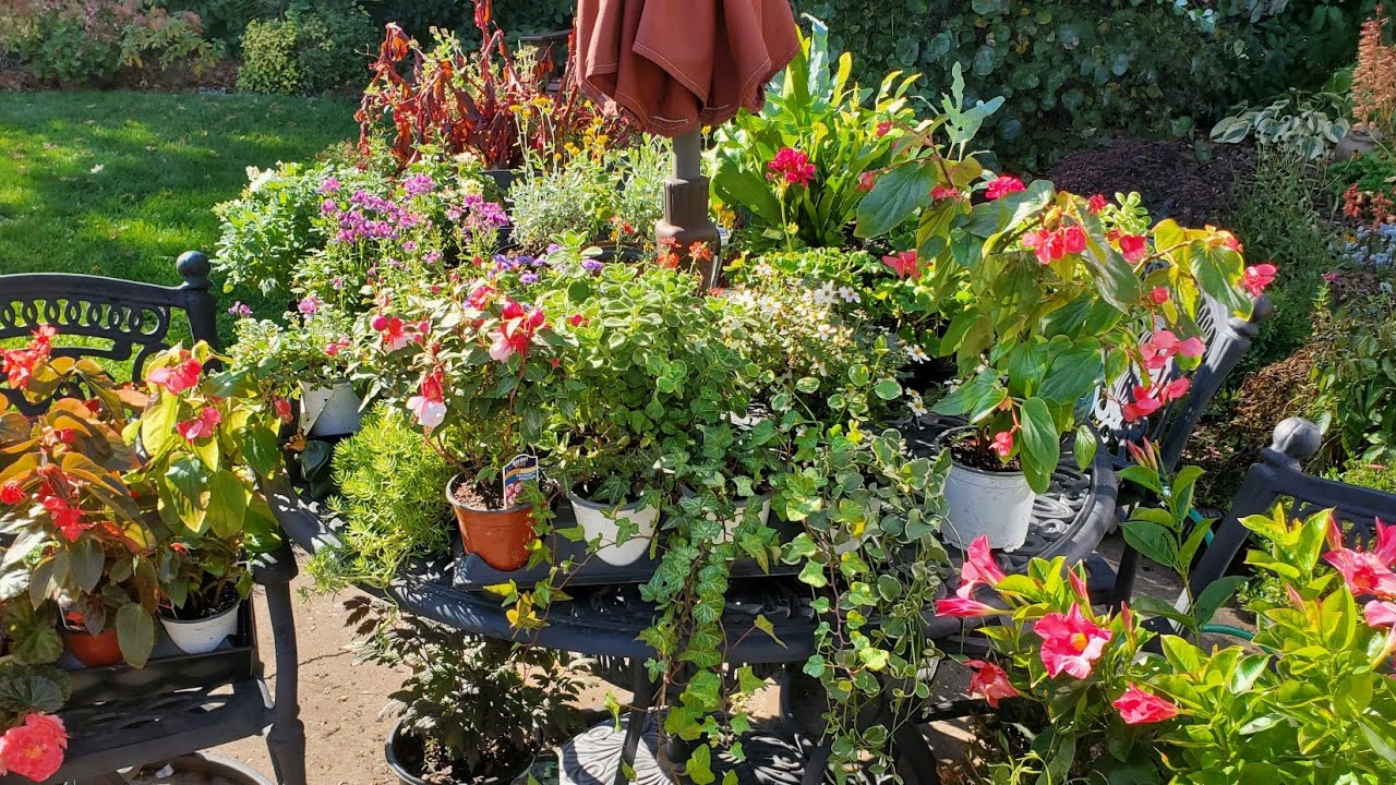 Annuals I am Overwintering Indoors, Minnesota Zone 5a