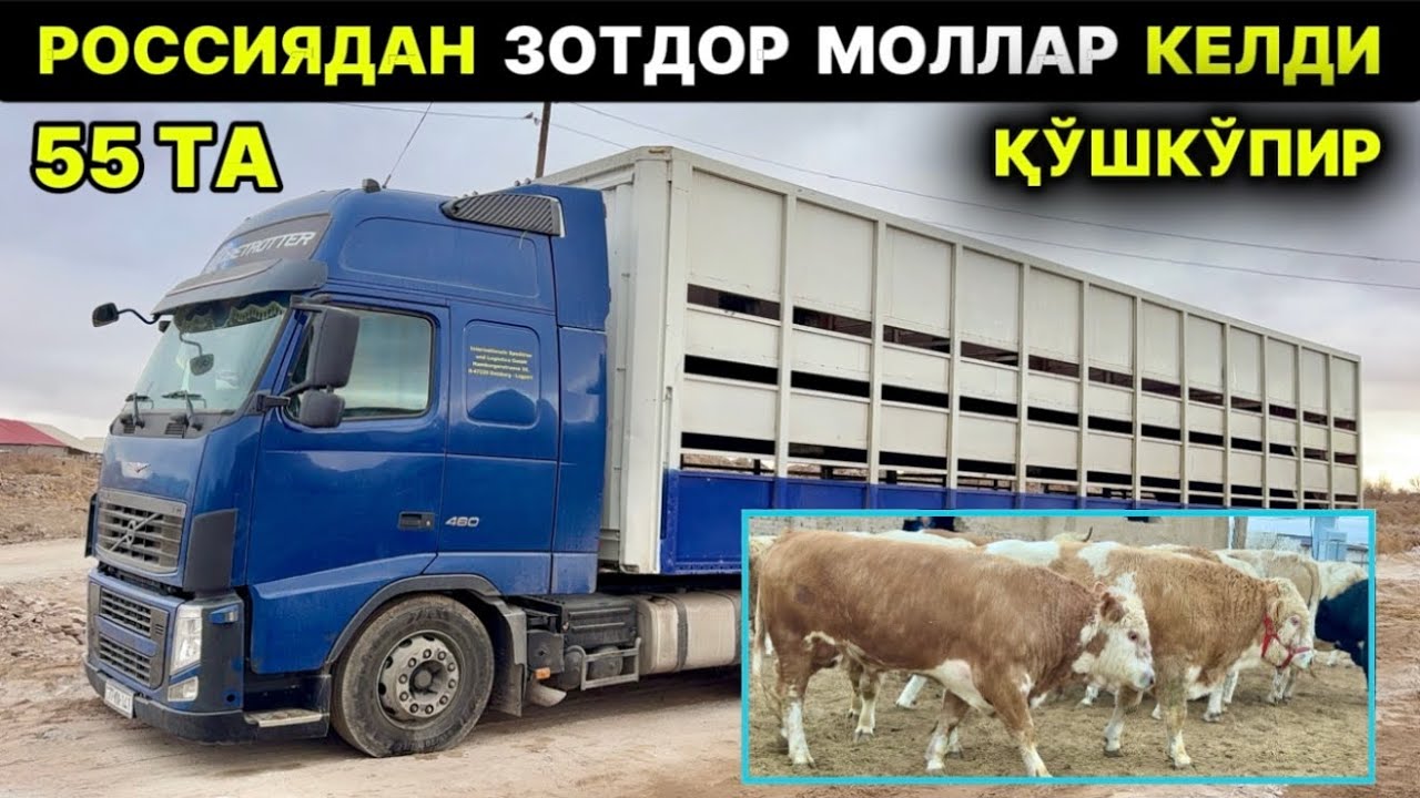 ЯНГИ ПАРТИЯ ЗОТДОР МОЛЛАР КЕЛДИ ҚЎШКЎПИР Хайрулла оғани Фермаси 15-декабря 2025 г.