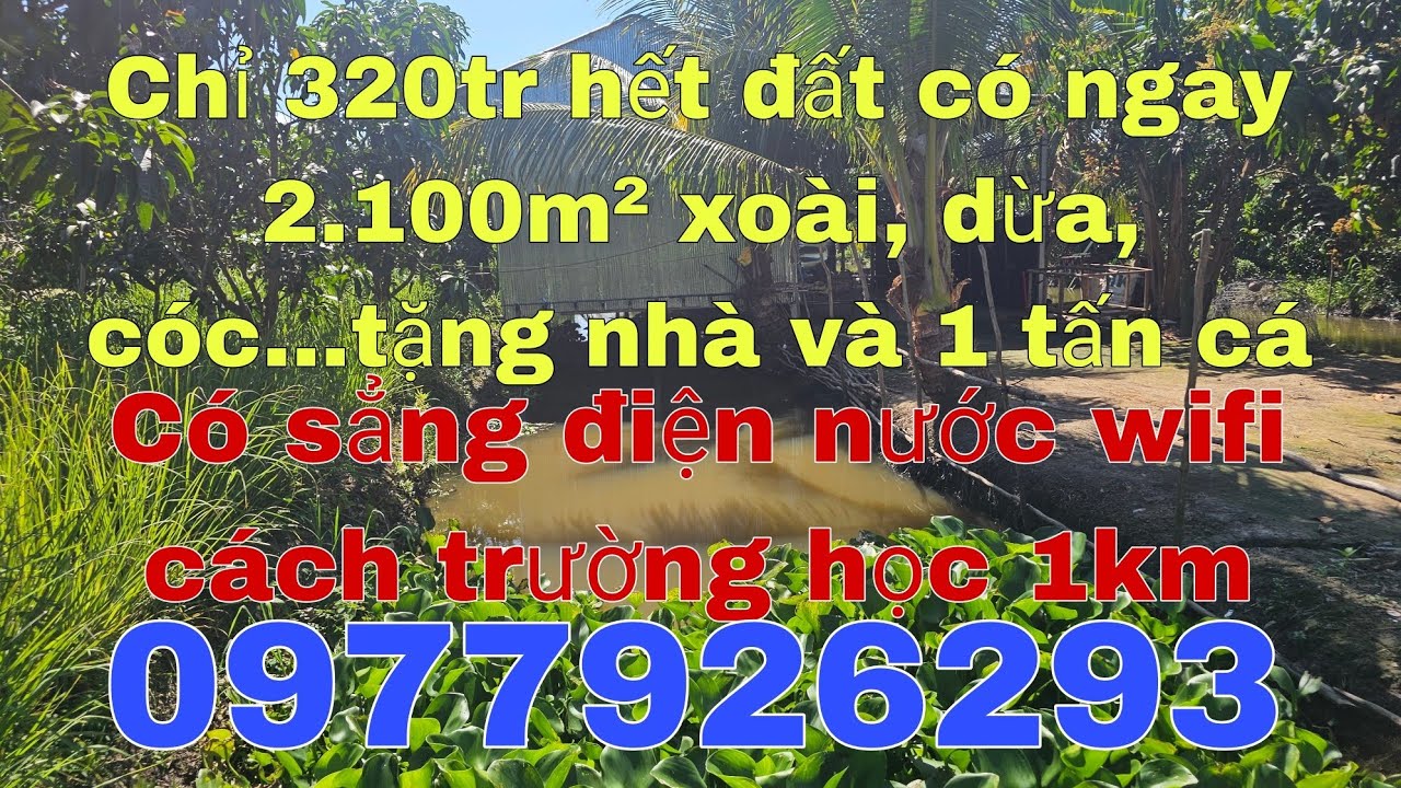 Đất vườn xoài nghĩ dưỡng mặt tiền 13m dài 155m tặng nhà gỗ + 1 tấn cá, giá rẻ 320tr hết đất 