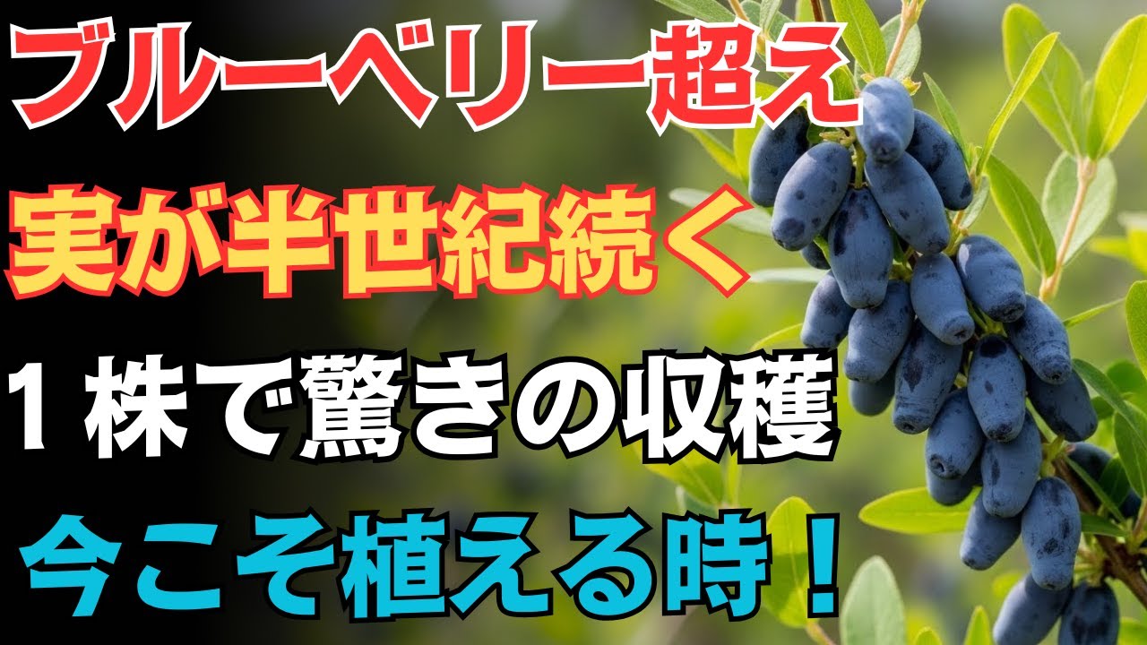 【春のガーデニング】９９％の人が見逃す、ブルーベリーもオレンジも超える果実一度植えれば半世紀、実りが絶えない五十年育つ“宝の樹”、プロが語らなかった真実