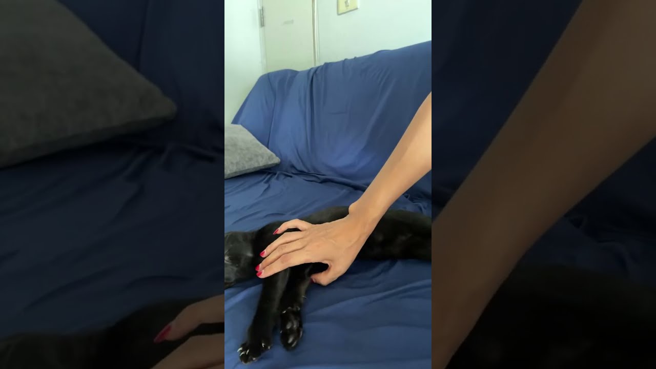 小猫可爱☺️#清迈生活 #cat #喵哥是萌新 #kitten #cute 