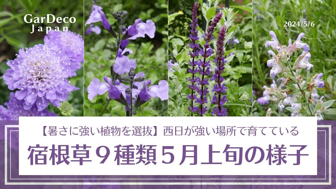 【暑さに強い植物を選抜】西日が強い場所で育てている宿根草９種類５月上旬の様子