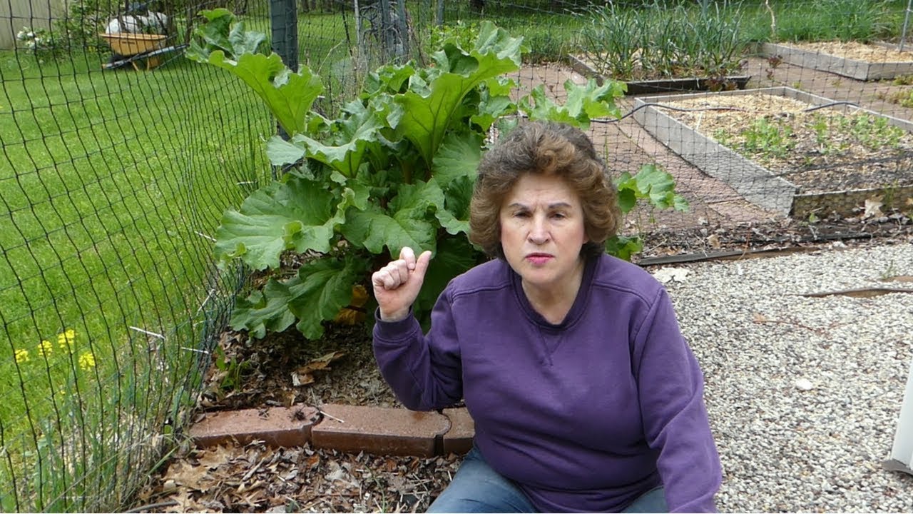 All About Rhubarb