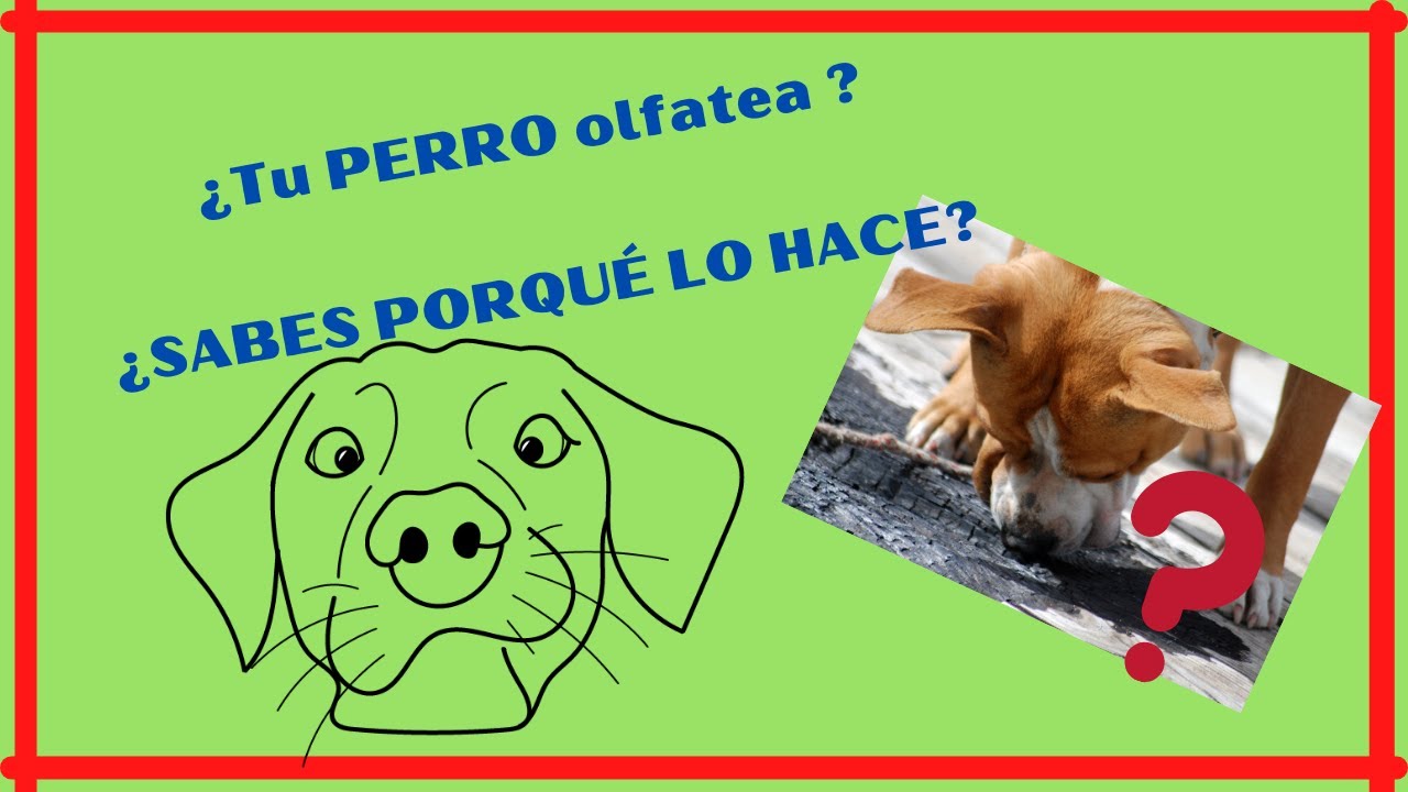 🐾&iquest; OLFATEA TU PERRO  &iquest; Sabes lo que quiere decir ?🤔