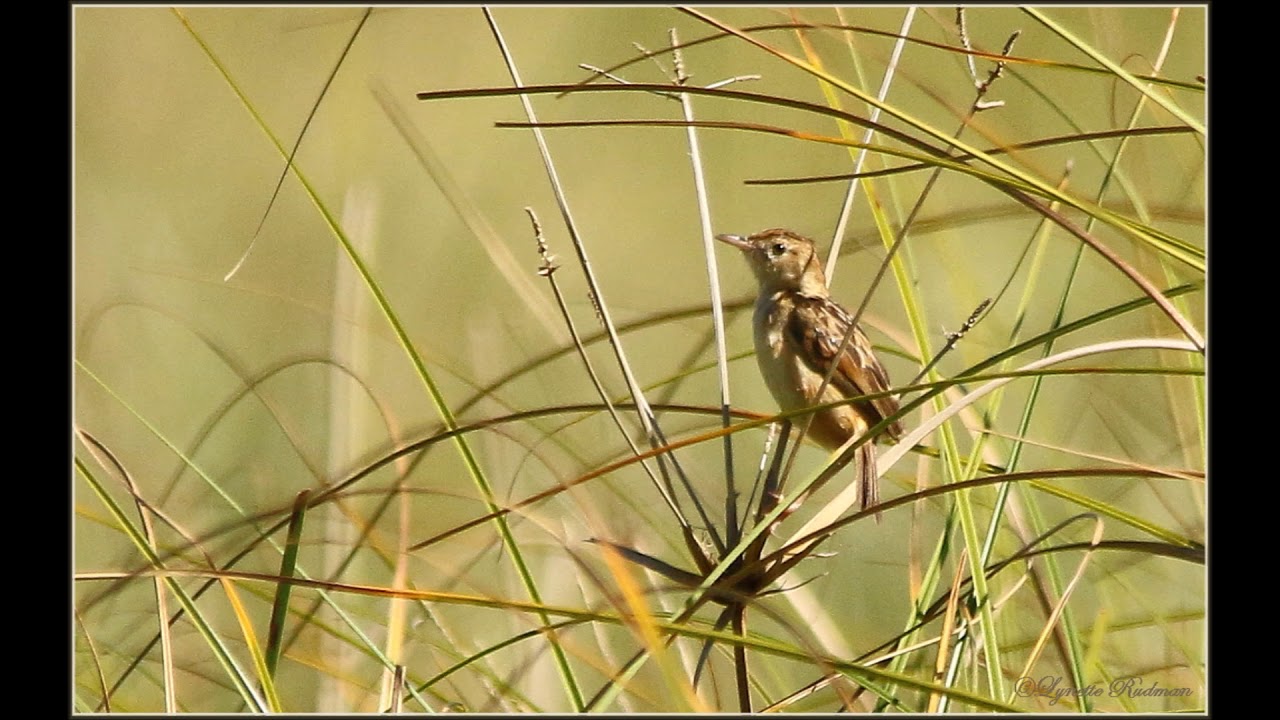 Rufous-winged Cisticola call
