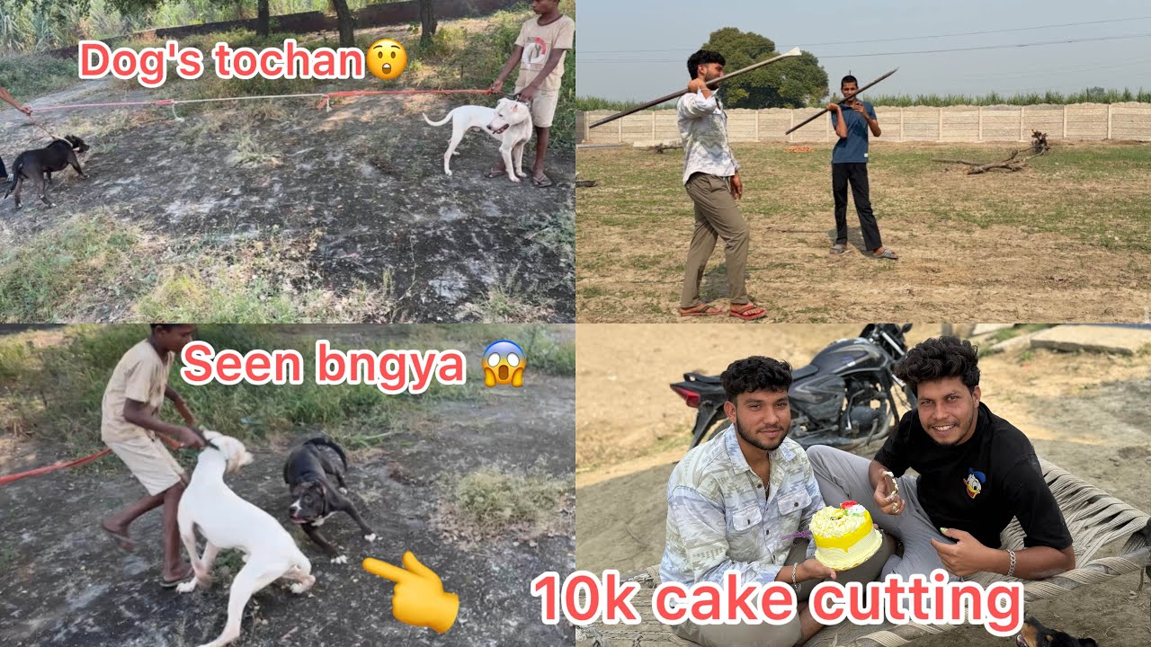 Dogs ka tochan krvadiya😱10k cake cutting❤️