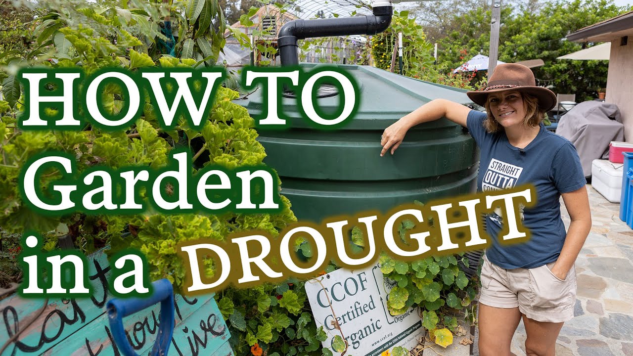 4 Things I Do In My Garden To Combat Drought