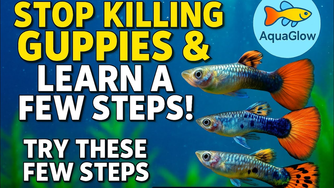 Stop killing guppies : learn these tips
