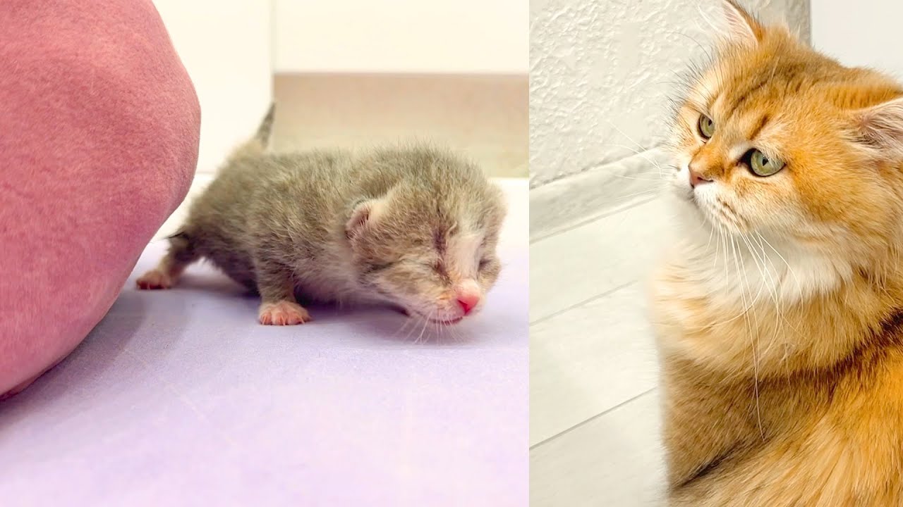 Котята начинают выбираться из гнезда в поисках мамы кошки