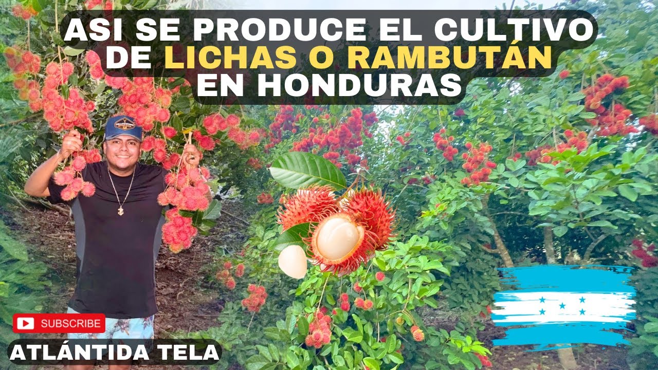 Cultivo de LICHAS O RAMBUTÁN EN HONDURAS / así se produce en Atlántida Tela 🇭🇳😱