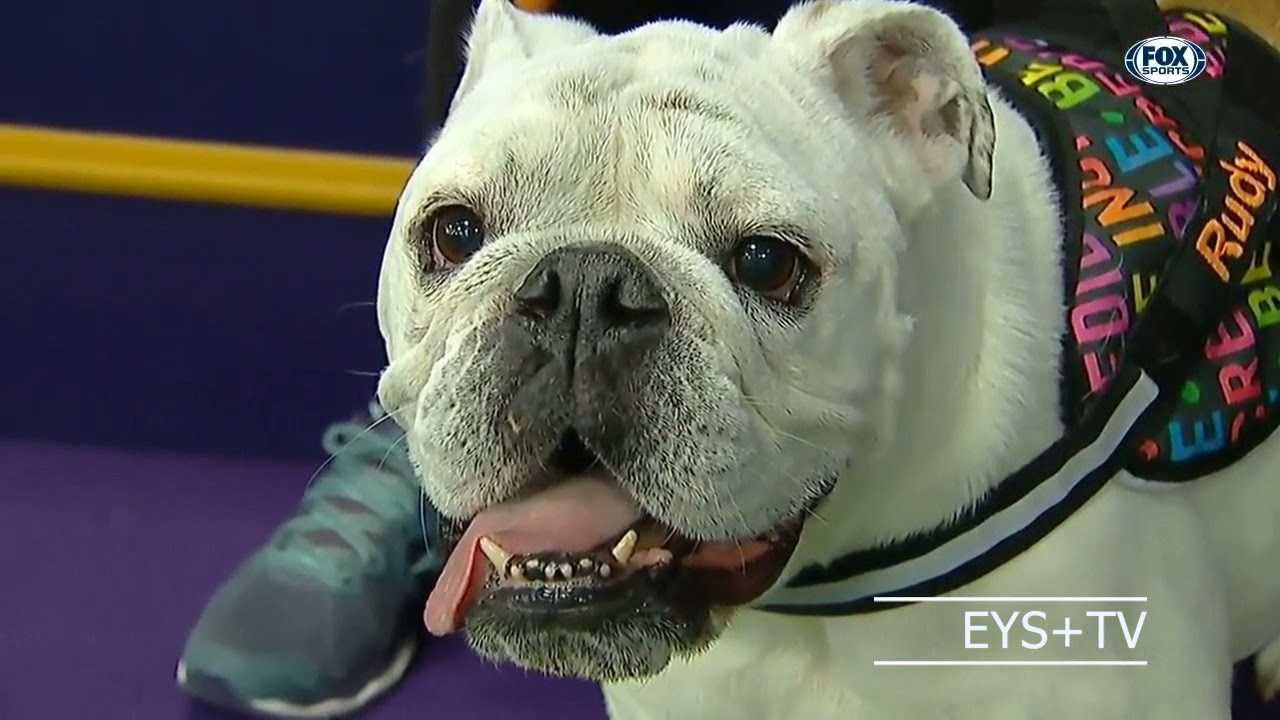 Watch Rudy the Bulldog crush the 2019 WKC Masters Agility course   FOX SPORTS