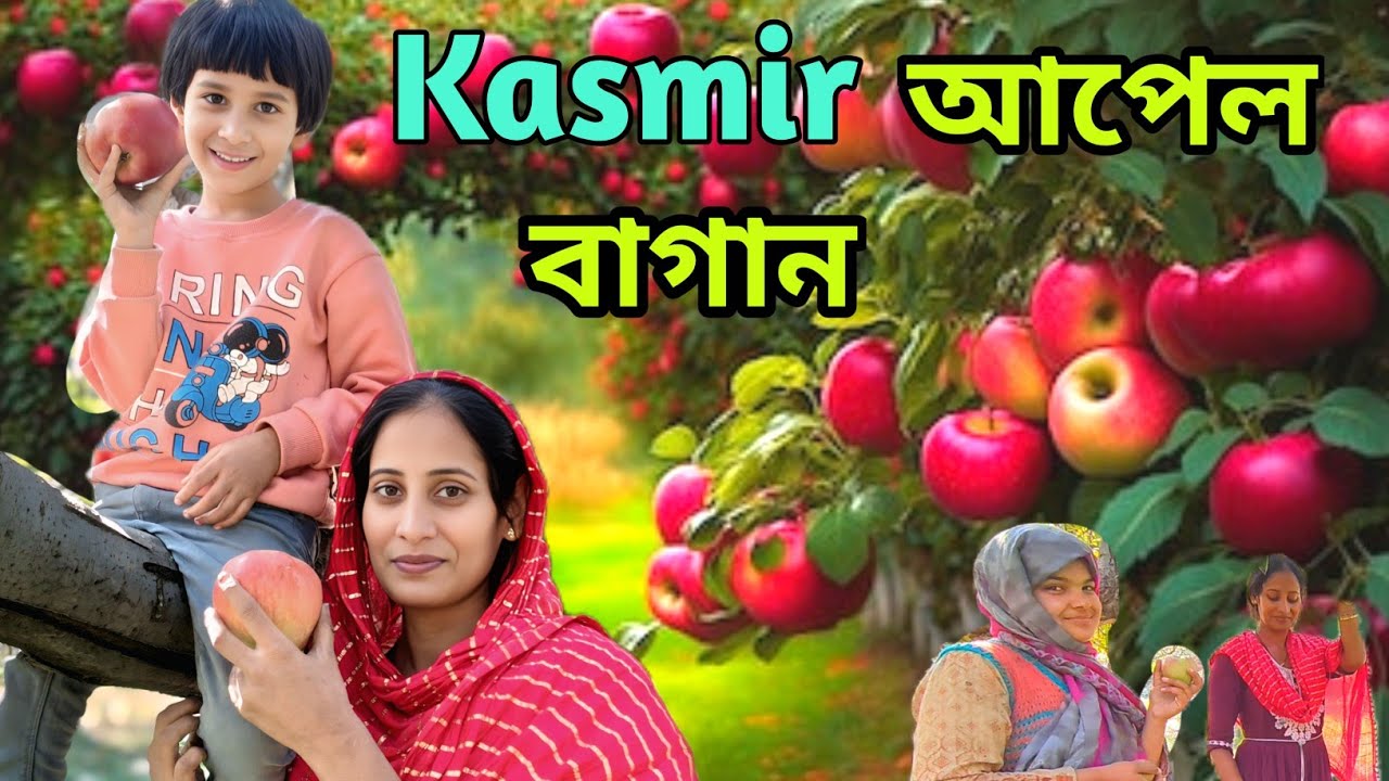 কাশ্মীরে মল্লিকার জীবনের সবচেয়ে সুন্দর দিন 🍎 আপেল গাছে বসে সেই আনন্দের মুহূর্ত। Bengali vlog|