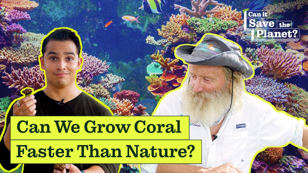 Can Coral Microfragmentation Save the Planet?