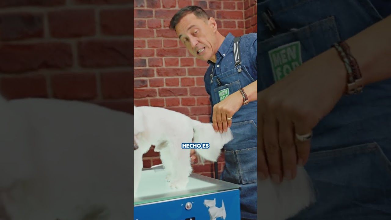 La MEJOR T&Eacute;CNICA para CORTAR el PELO del RABO a un BICH&Oacute;N MALT&Eacute;S