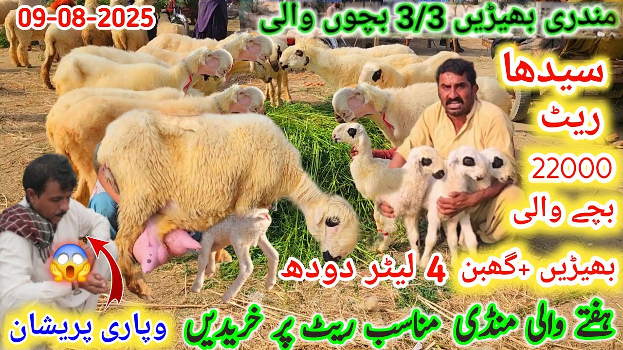 9 August 2025 pakistan ki sab se sasti mundra mandi | بچوں والی بھیڑیں گھبن dera ghazi khan mandi 😱