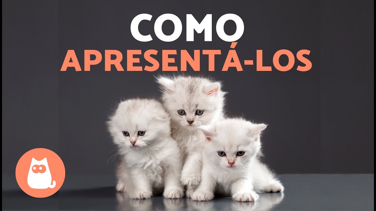 Como introduzir um TERCEIRO GATO em casa 🐱🐱🐱 (3 passos chave)