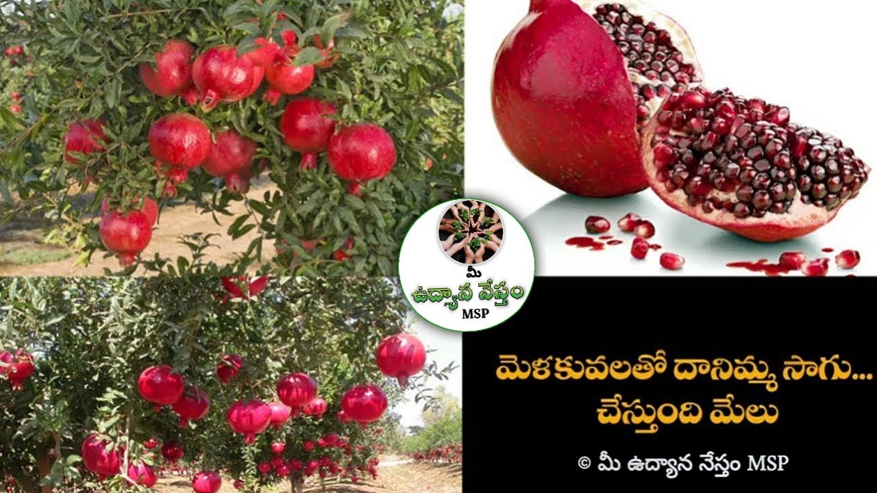 మెళకువలతో దానిమ్మ సాగు #pomegranate #udyananesthamMSP #agriculture #horticulture #viral