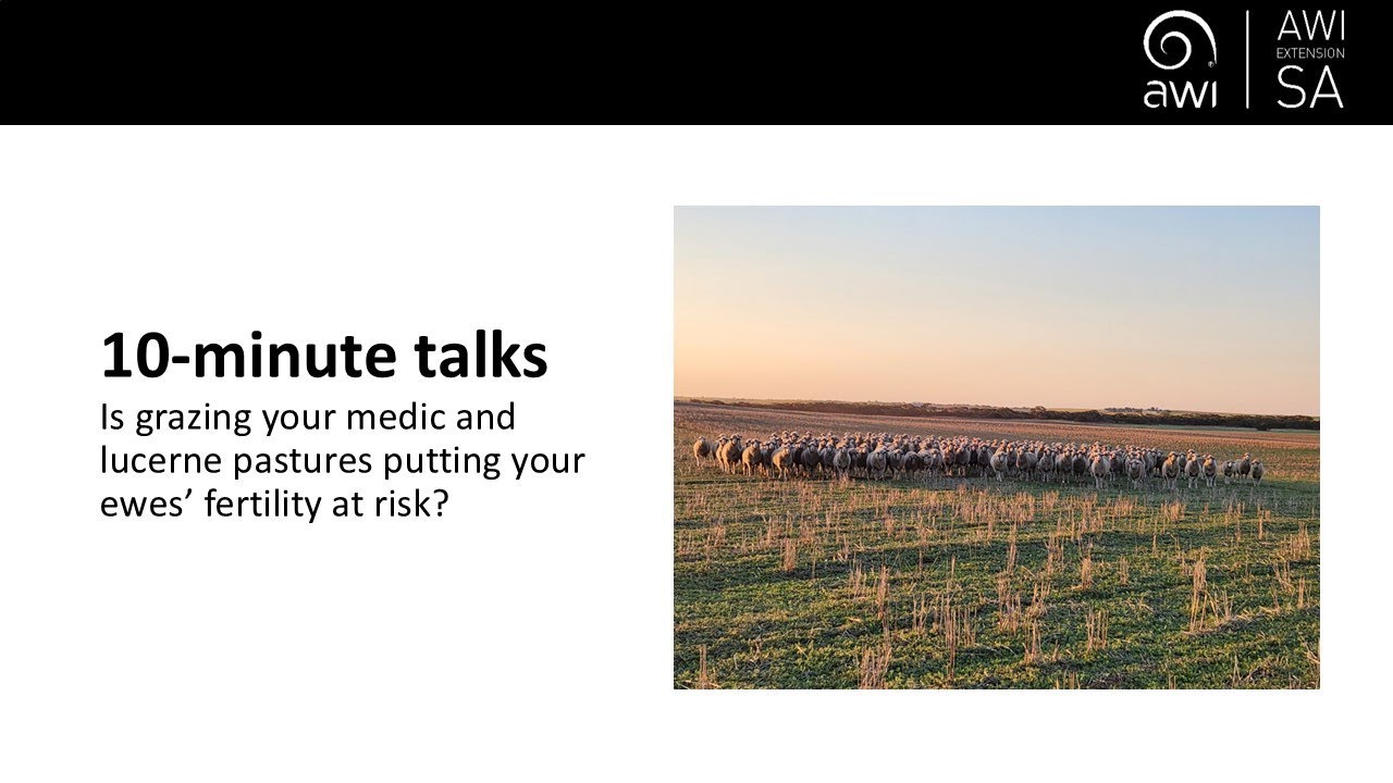 10-minute talks - Is grazing your medic and Lucerne pastures putting your  ewes’ fertility at risk?