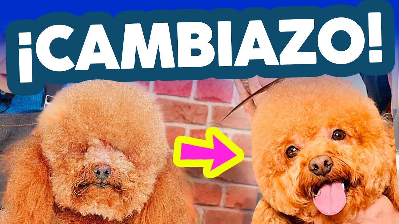 Mejora LA CARITA de tu CANICHE en 🔥 ¡SÓLO 5 MINUTOS! 🔥