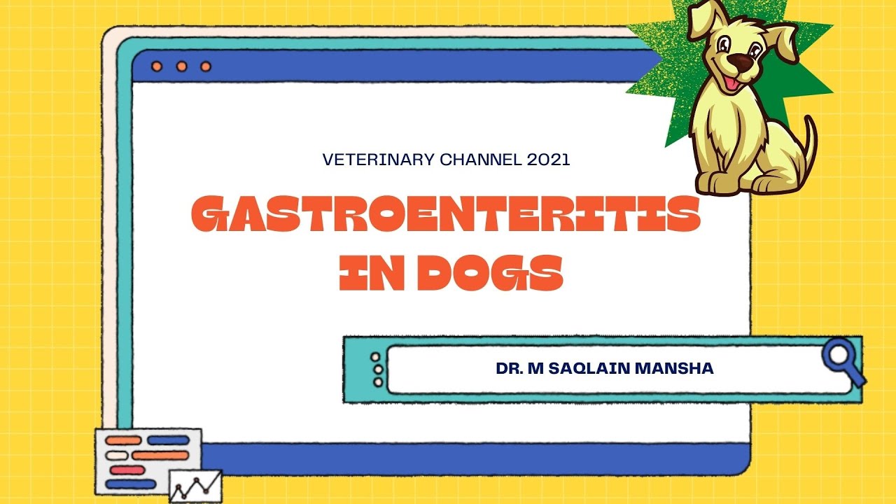 Veterinary Gastroenterology: Gastroenteritis In Dogs
