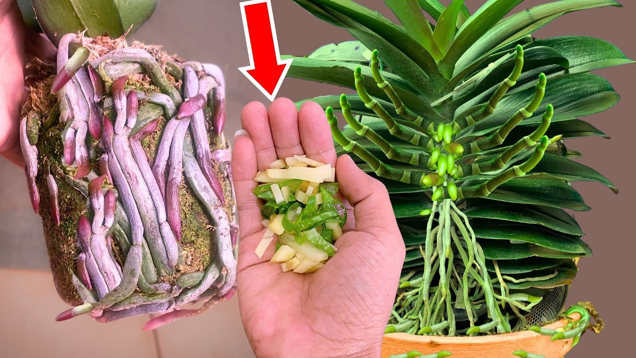Just sprinkle once! Thousands of orchids bloom continuously all year round