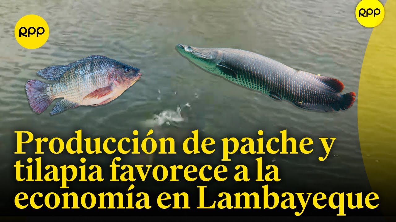 En Lambayeque peces como paiche y tilapia se convierten en una alternativa económica