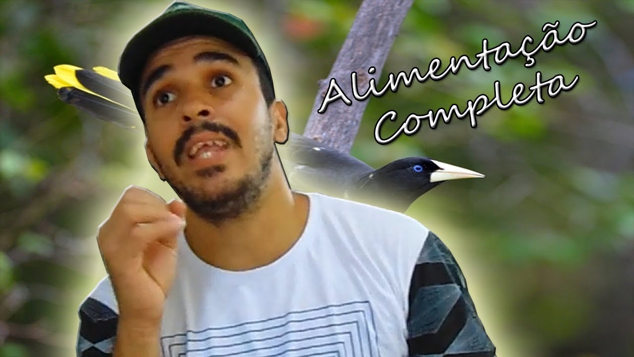 qual alimentação do guaxe ( Cacicus haemorrhous ) oque o pássaro guaxe come