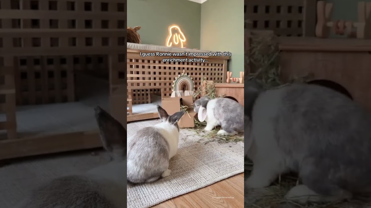 DIY Enrichment for Rabbits… Destroyed in 0.5 Seconds 🙊🐰