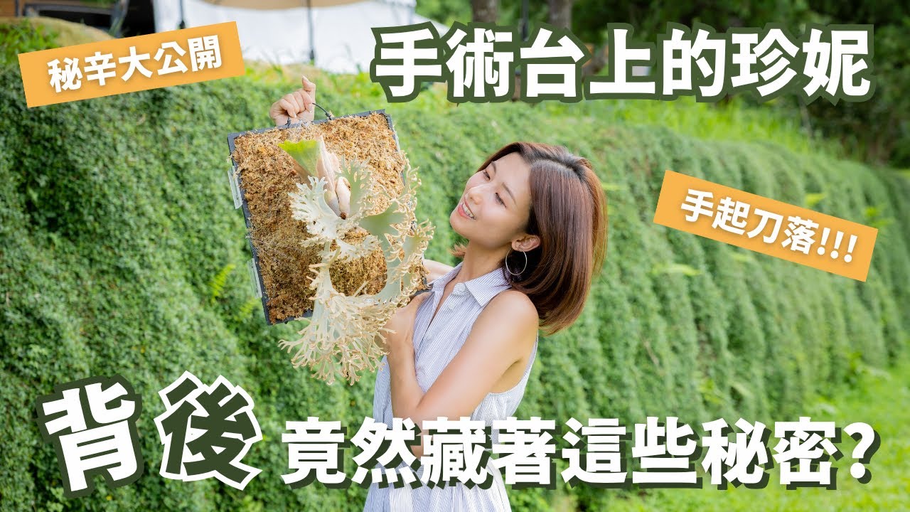 【晴花鹿苑-進階鹿角蕨篇】珍妮母株對半剖!!! 開刀秘辛大公開 #鹿角蕨 #ビカクシダ #staghornfern #platycerium