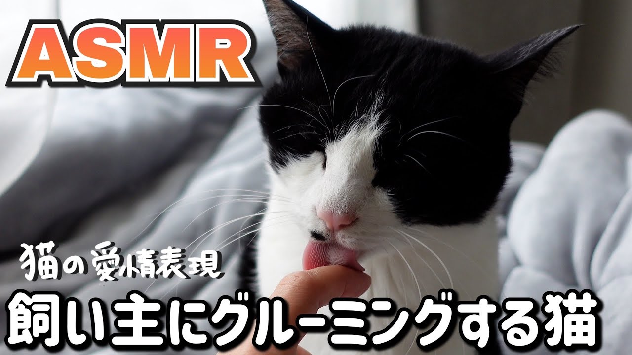 👅ASMR｜ Звуки кошек, ласково ухаживающих за своими хозяевами.