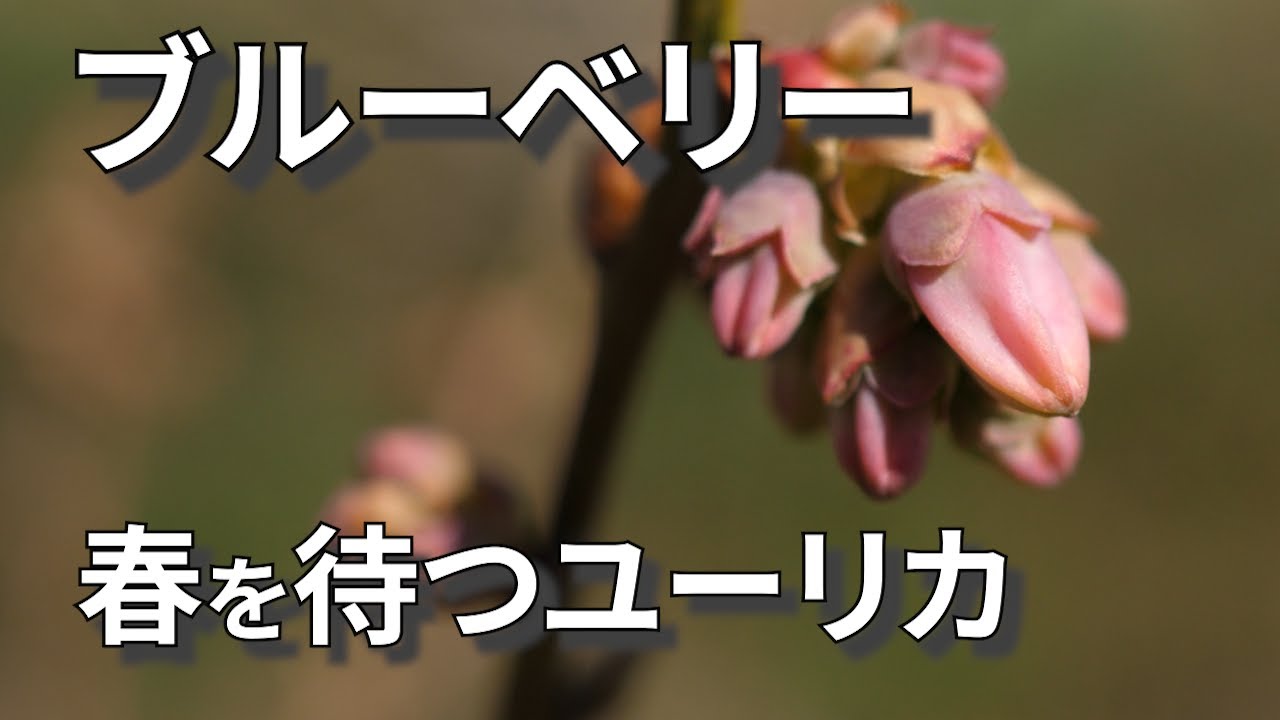 【ブルーベリー】春を先取り風の大地(宮崎県)