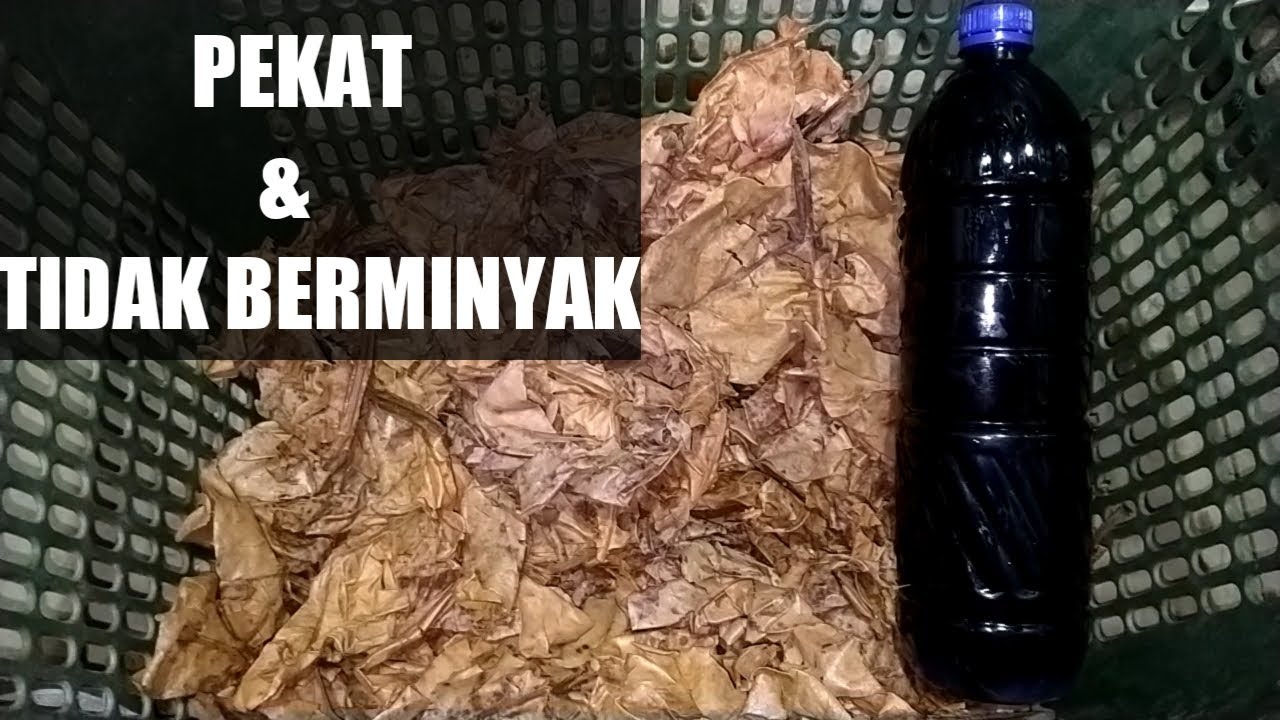 CARA MEMBUAT EKSTRAK DAUN KETAPANG