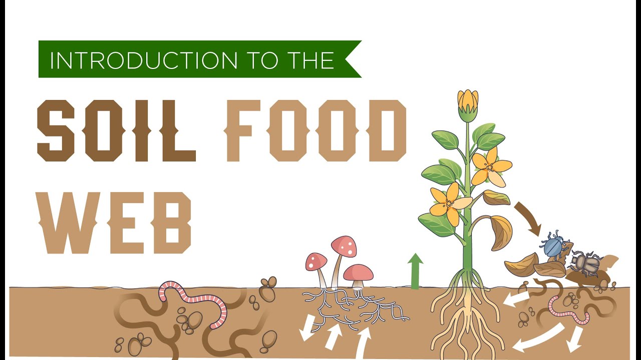 Introduction to the Soil Food Web