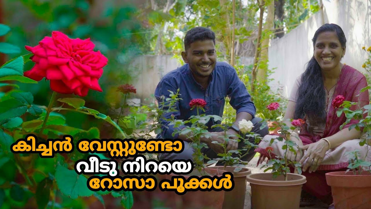 കിച്ചൻ വേസ്റ്റുണ്ടോ വീടു നിറയെ റോസാ പൂക്കൾ | Rose Gardening Tips in Malayalam