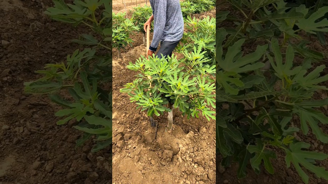 Fig Farming #farming #agriculture