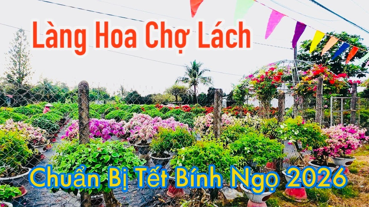 Làng hoa Chợ Lách Bến Tre vào vụ Tết Bính Ngọ 2026 | MrDamvlog