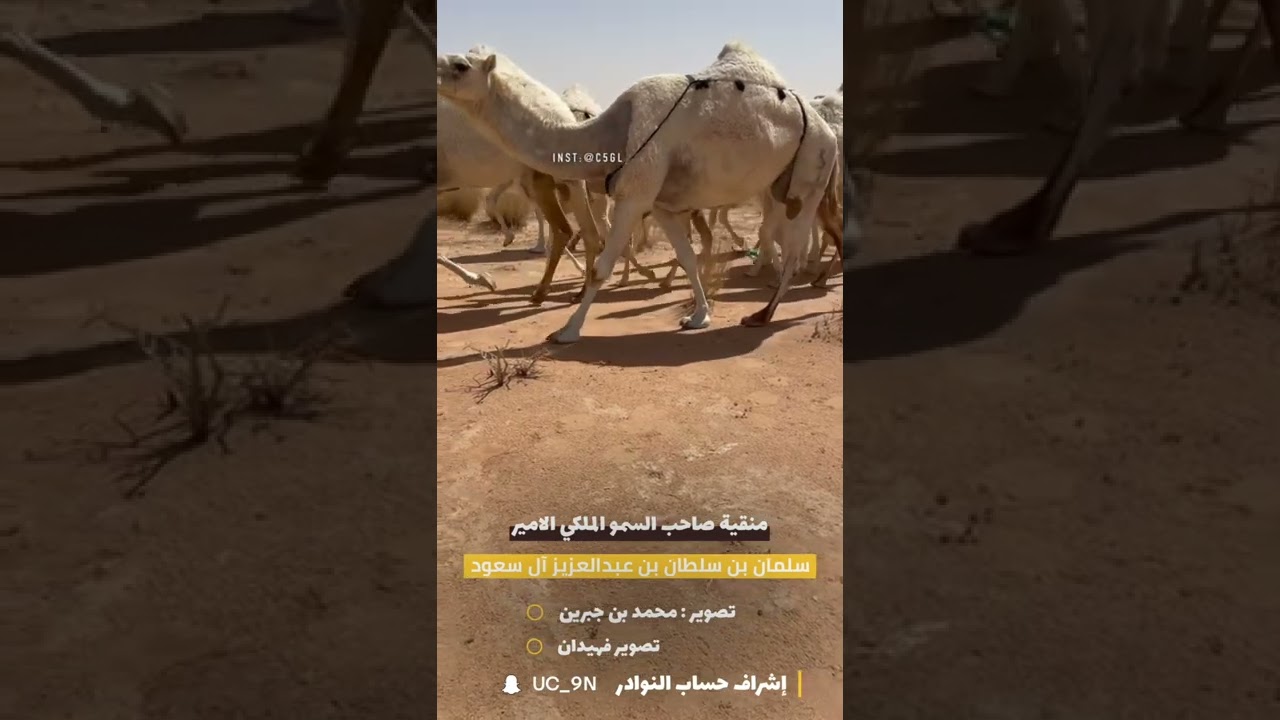 منقية صاحب السمو الملكي الامير: سلمان بن سلطان بن عبدالعزيز آل سعود