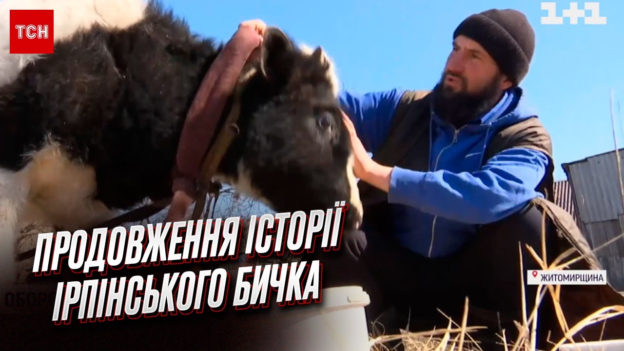 🐮💔 100 километров спасал скот под обстрелами! История ирпенца и его животных получила продолжение