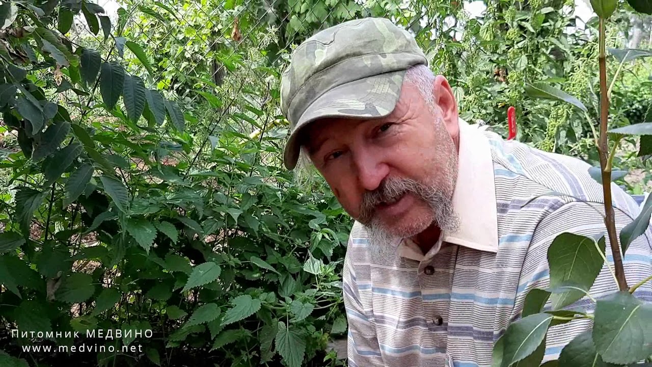 Как завести шмелей на участке или шмели, их домики и голубика