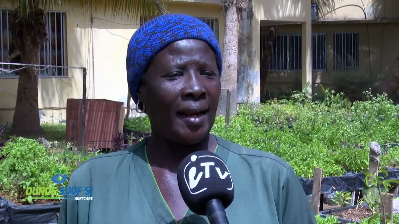 MICRO JARDINAGE AU SENEGAL, WOLY SECK UNE VIE POUR LES PLANTES
