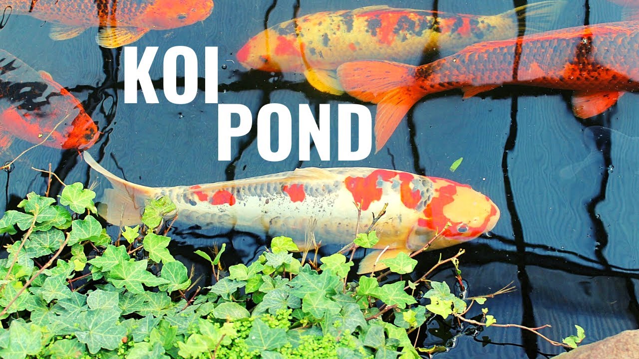 Relaxing Koi Pond Ambience