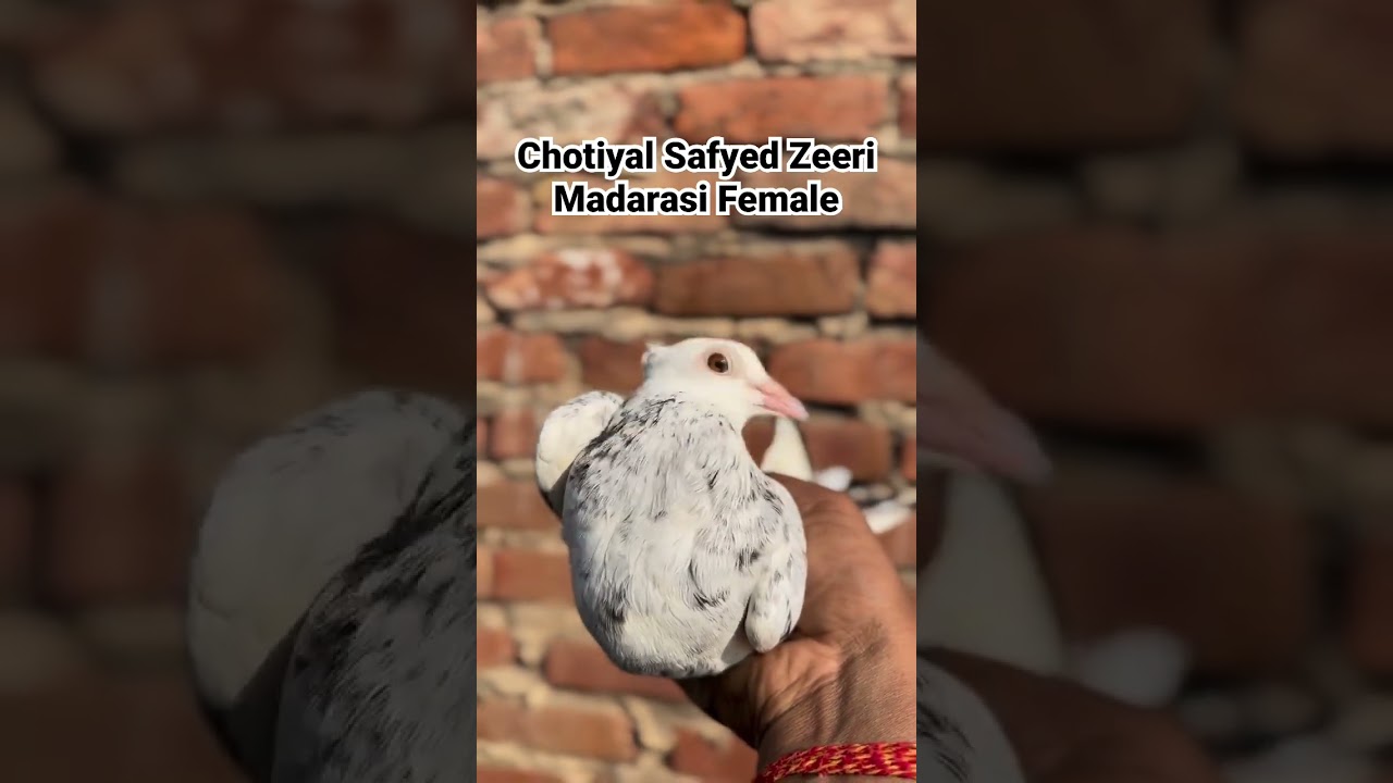 #piegons #Madarsi chotiyal
