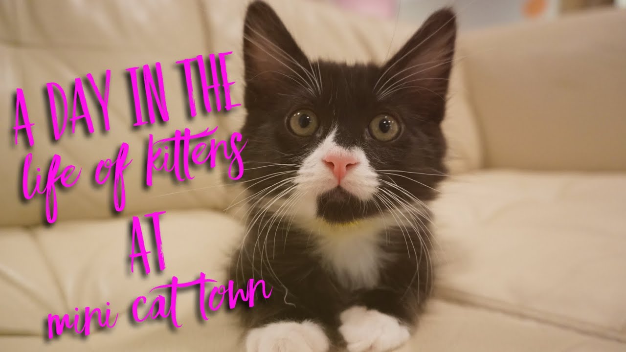 A Day in the Life of Kittens at Mini Cat Town