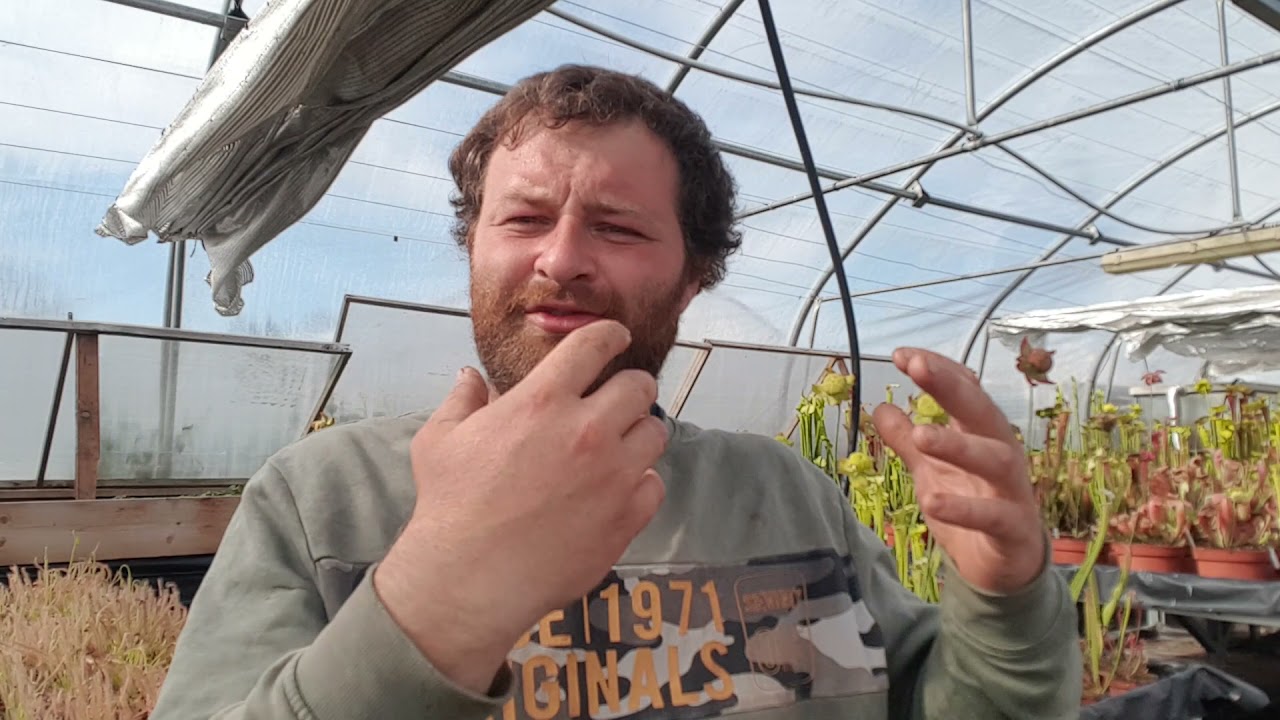 Les points importants a rappeler pour la culture des plantes carnivores
