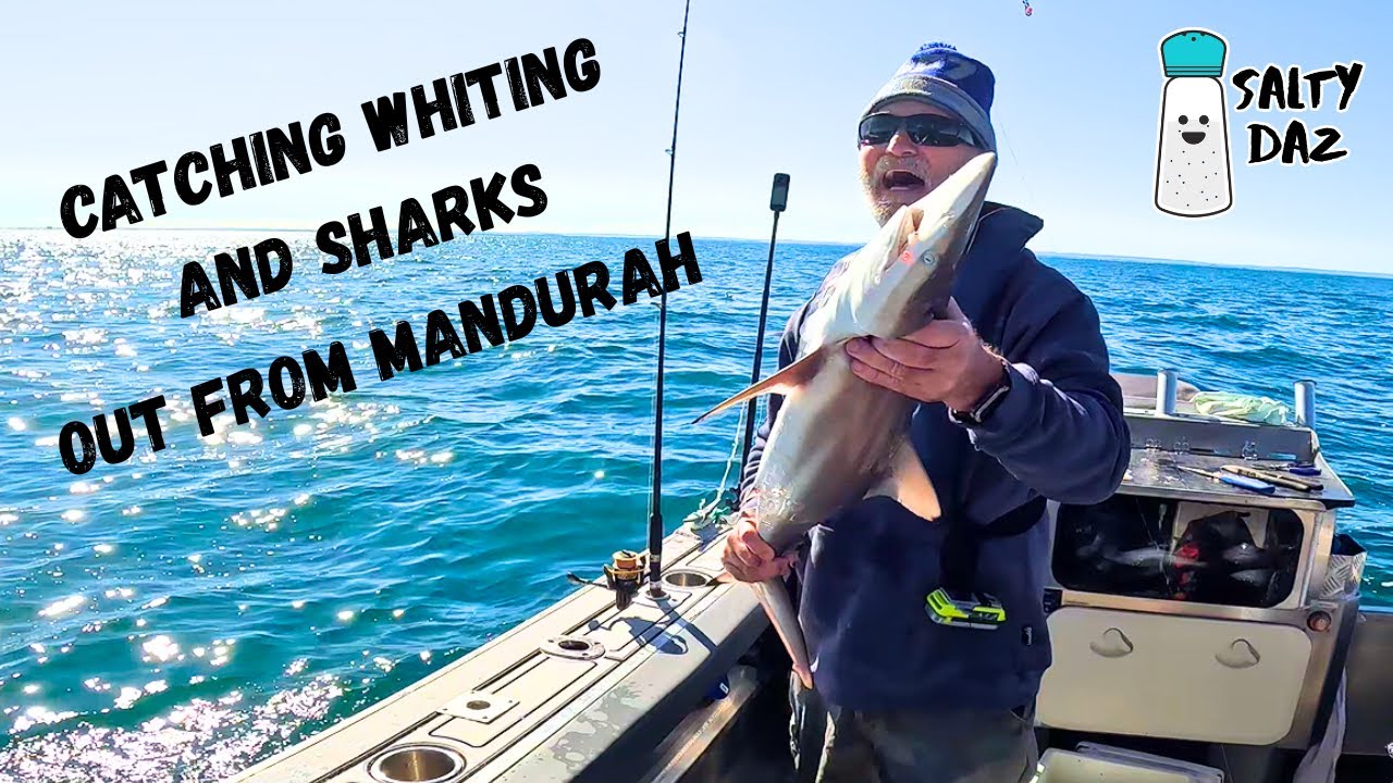Catching Whiting and Sharks out from Mandurah
