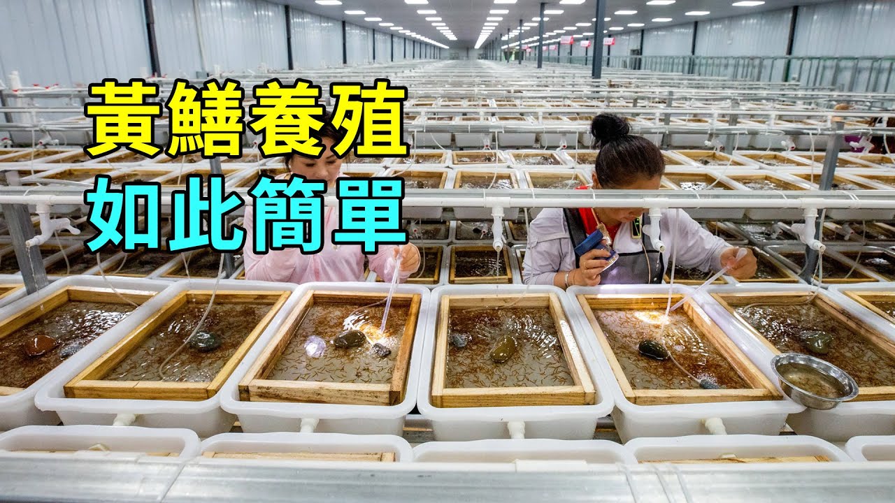 黃鱔的秘密，養殖過程大開眼界
