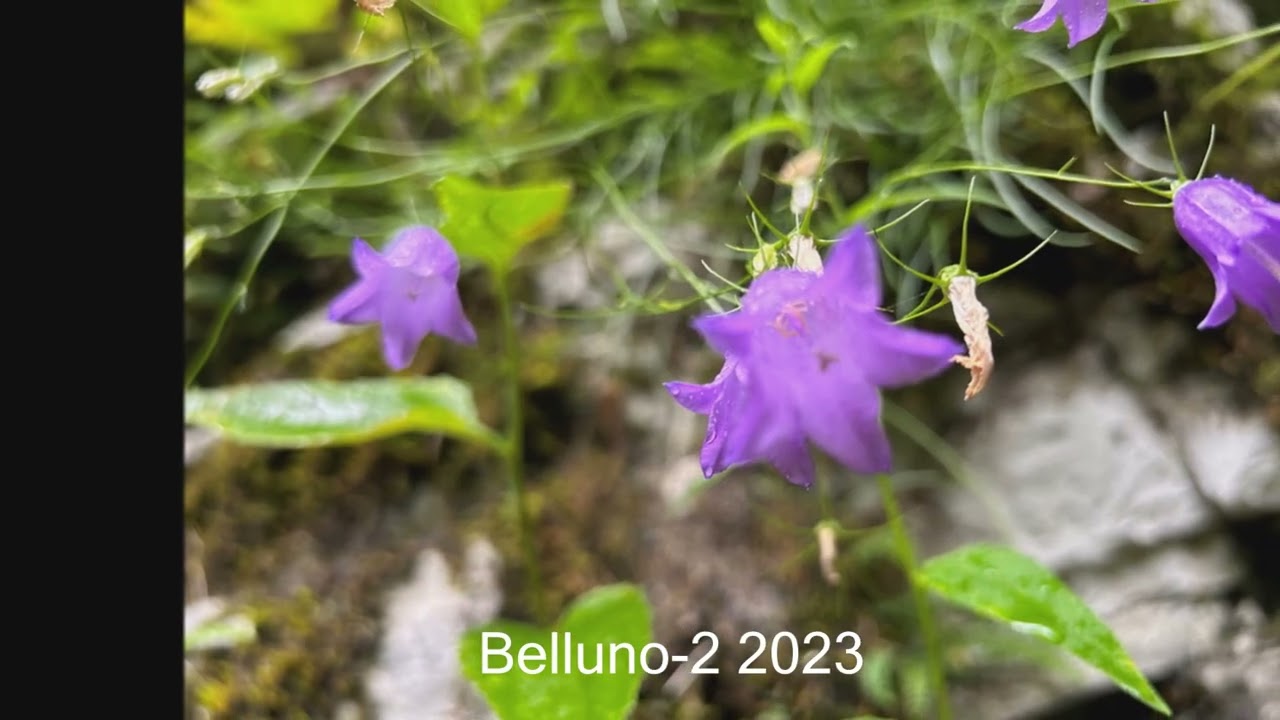 Belluno 2 2023 FotoAmatoriali