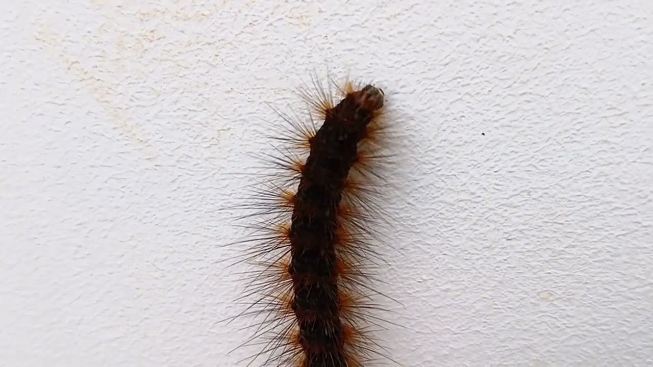 Insect VS Nature – How Tiny Creatures Survive Daily, Hair Caterpillar